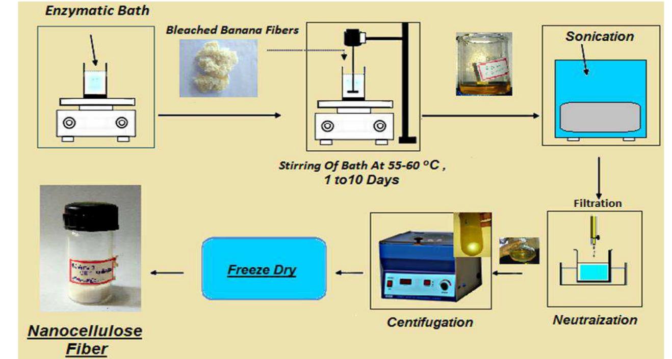 (PDF) Enzymatic Extraction of Nano Cellulose from Banana Stem ...