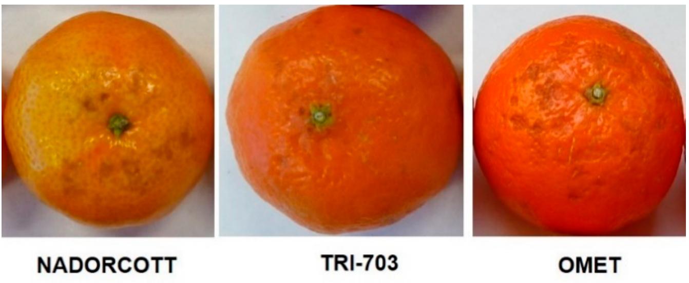 Figure 1. Skin damages. The most severe damage manifested by each of the varieties are shown 