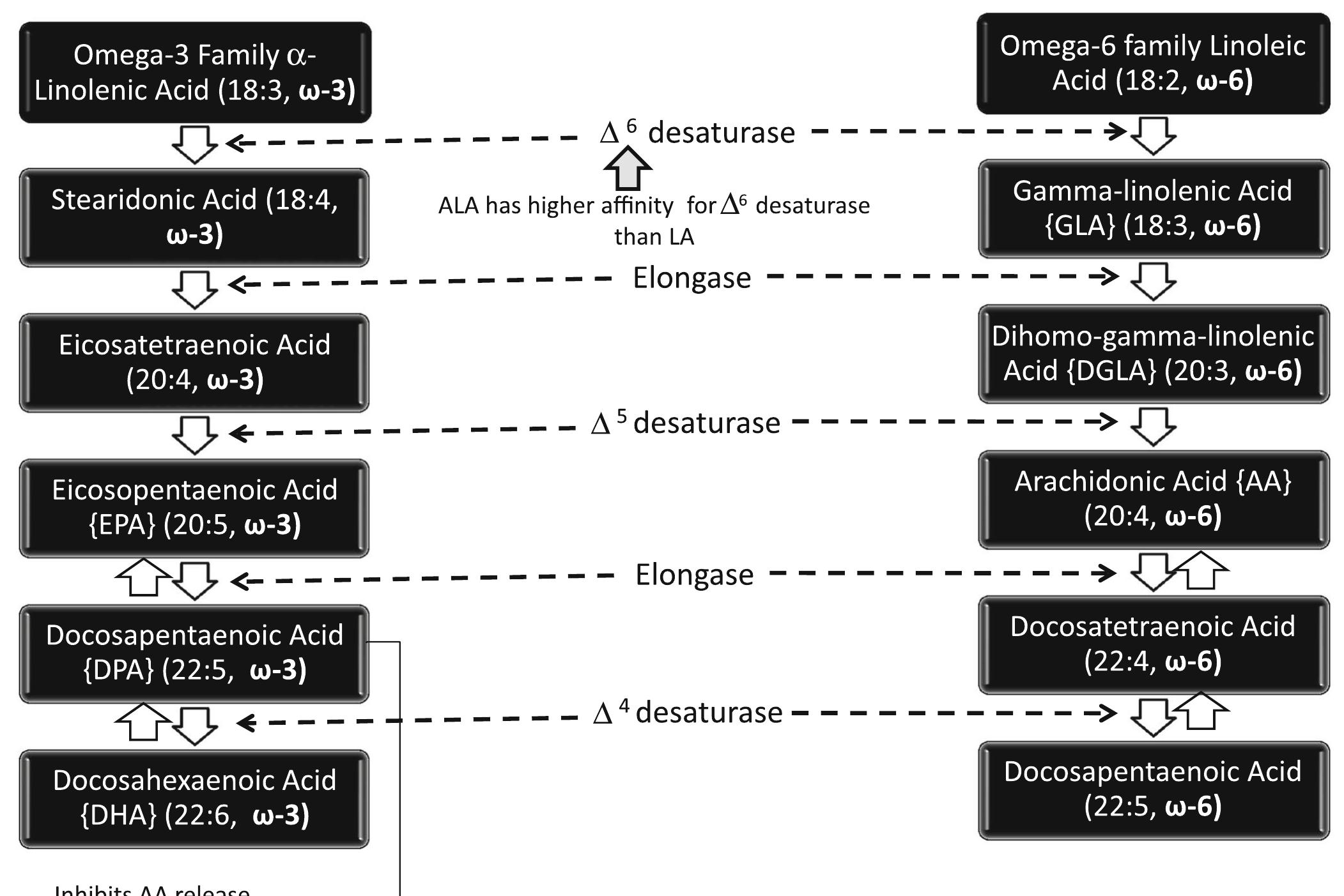 Docosahex Pathways for desaturation and chain elongation of n-6 and