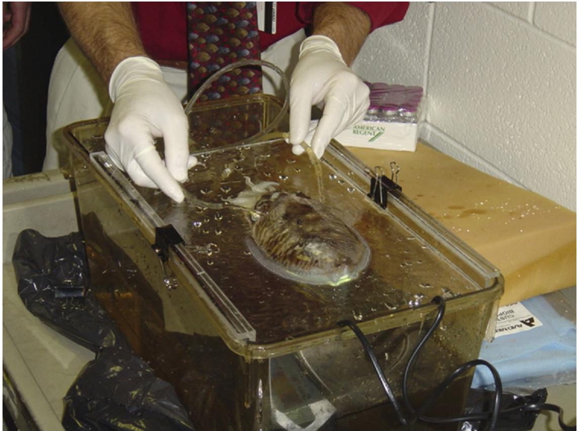 (PDF) Clinical Anesthesia and Analgesia in Invertebrates