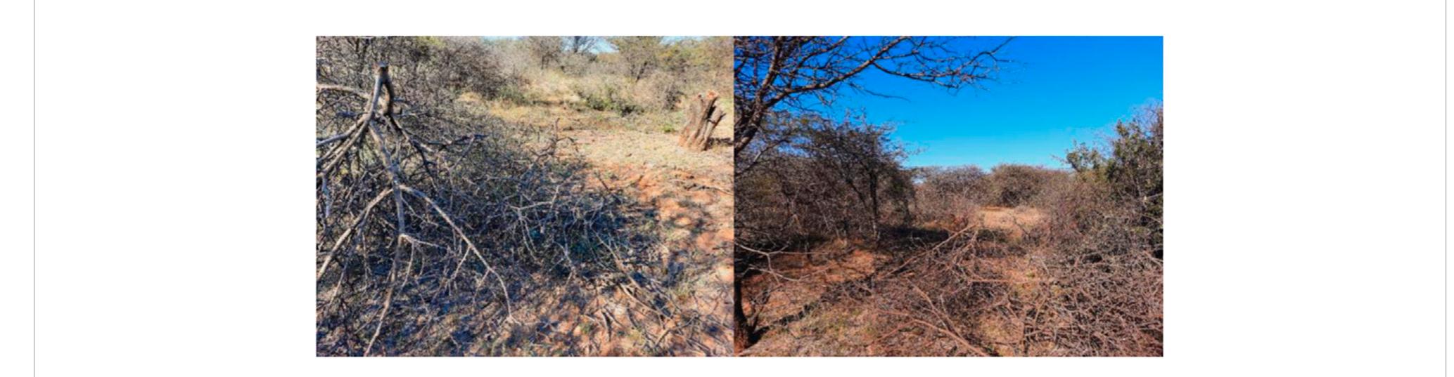(PDF) Veld restoration strategies in South African semi-arid rangelands ...