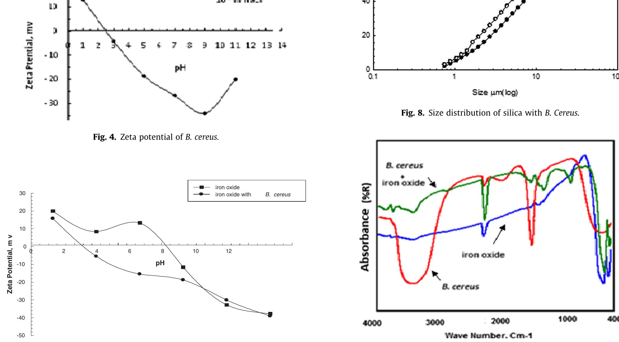 Fig. 9. FTIR for B. cereus, iron oxide and its treated surface with B. cereus.  Please cite this article in press as: K.A. Selim, M. Rostom, Bioflocculation of (Iron oxide — Silica) system using Bacillus cereus bacteria isolated from Egypti iron ore surface, Egypt. J. Petrol. (2017), http://dx.doi.org/10.1016/j.ejpe.2017.07.002  Generally, the value and sign of zeta potential depend upon pH of the medium, indicating that both H+ and OH- are potential determining ions for each mineral. The results, also, showed that the electronegativity of zeta potential increases gradually with increasing the pH. The zeta potential increases in magnitude with decreasing ionic strength of counter ions (NaCl), due to the increase in thickness of the diffuse layer, due to coulombic interac- tions which is a dominant role in adsorption process [27]. Mea- surement of zeta potential of Bacillus cereus alone as well as for single minerals of hematite and silica, in absence and presence of bacteria has been performed at constant ionic strength of 10-7 M NaCl over a wide pH range of 1-13. For Bacillus cereus, Fig. 4, the results clearly indicated that the curve is conducted at the definite  