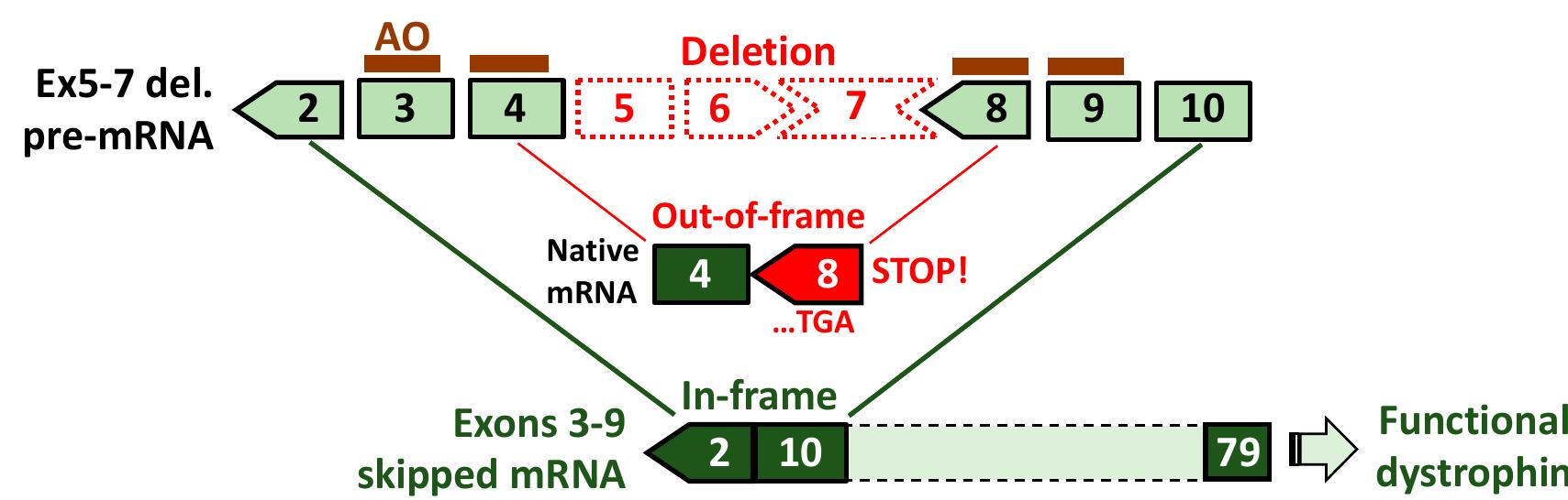 (PDF) Multiple Exon Skipping in the Duchenne Muscular Dystrophy Hot ...