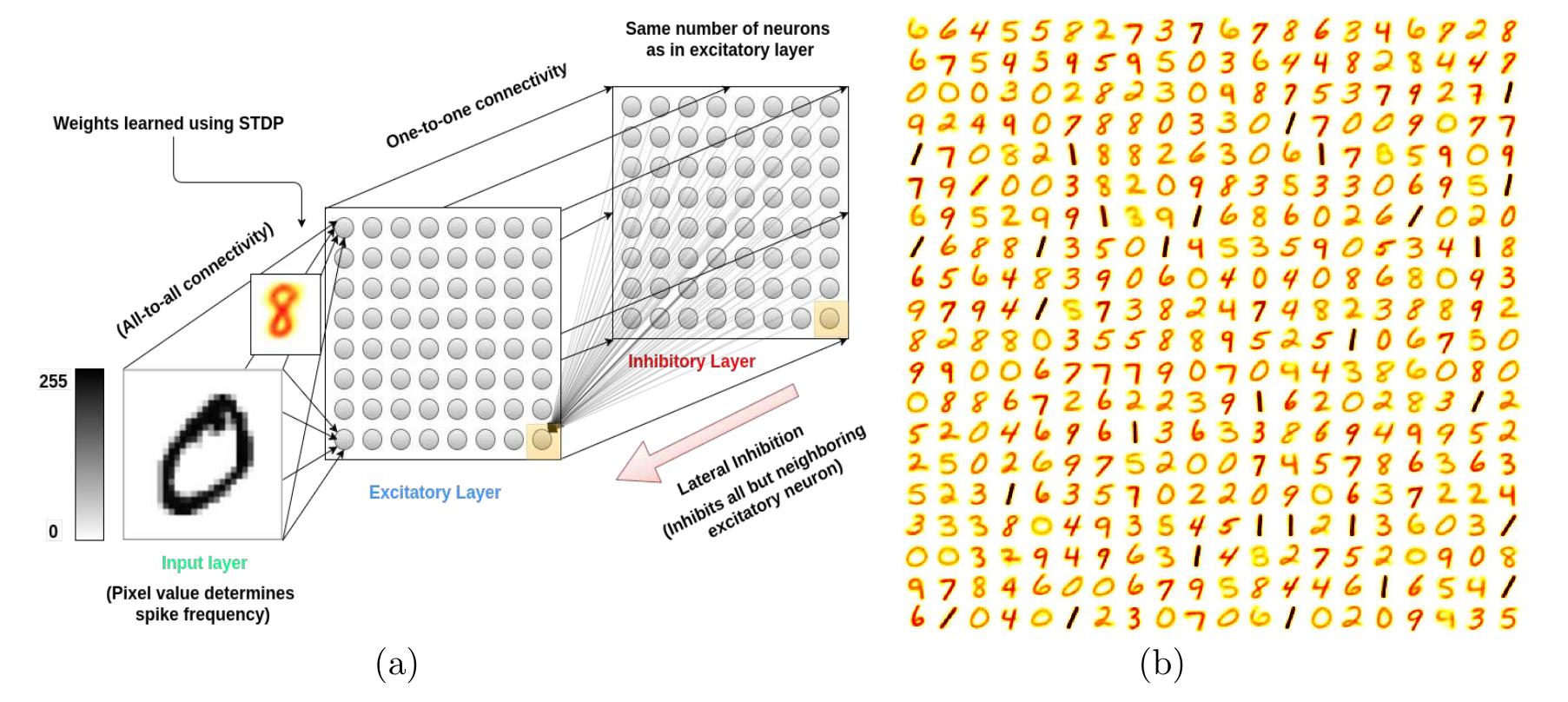 Illustration of the snn structure and its operation; (a)