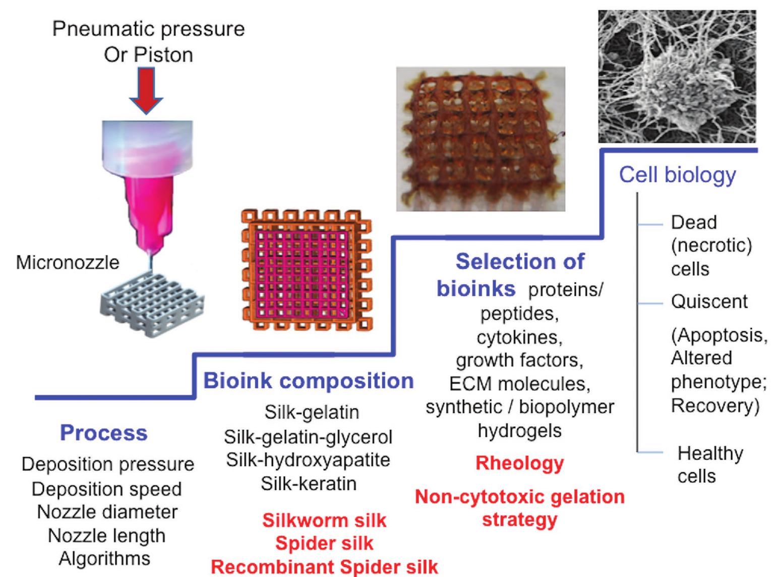 (PDF) Silk‐Based Bioinks for 3D Bioprinting