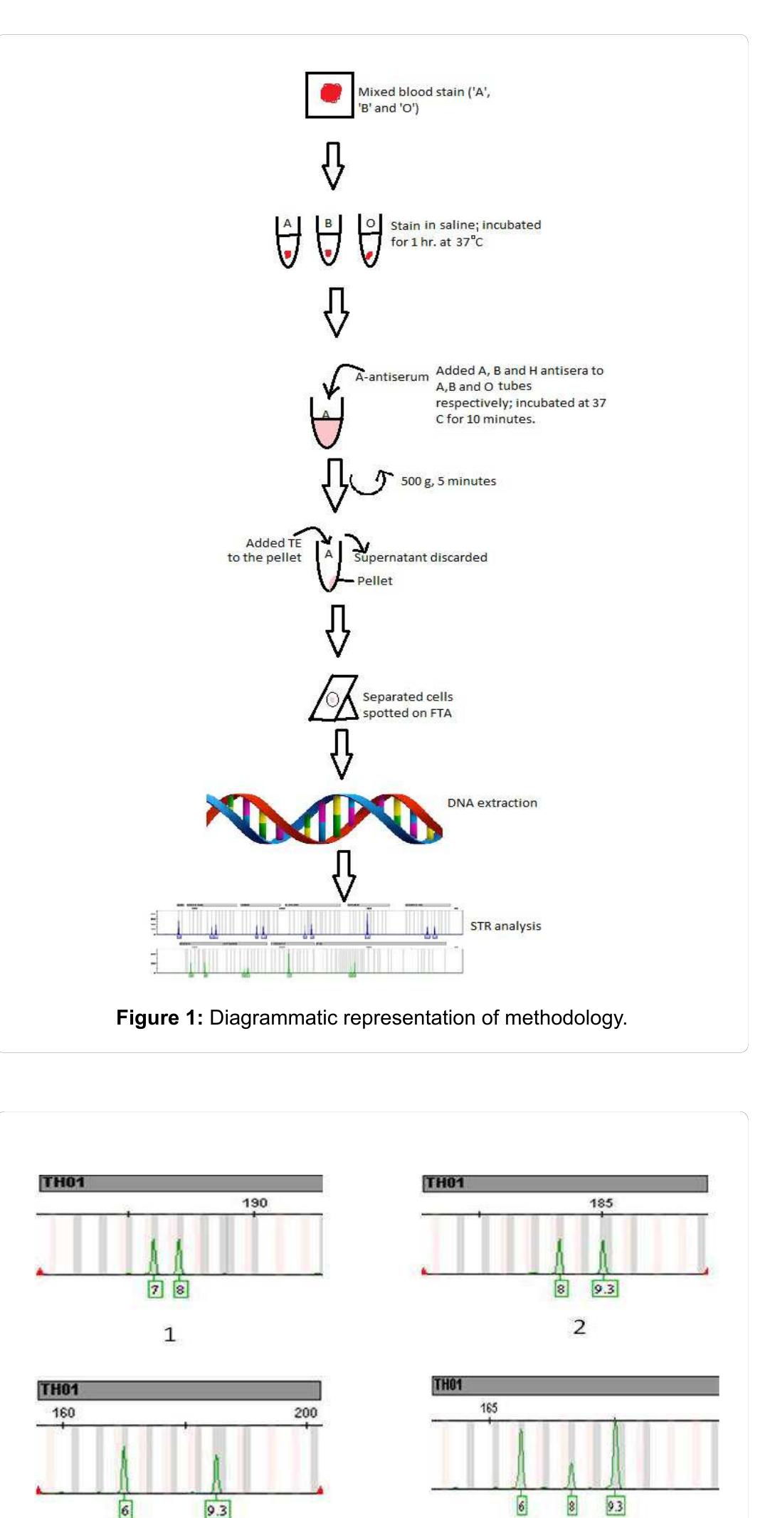 Str Elecropherogram Figure 8 - from Examining the Influence of Semantic
