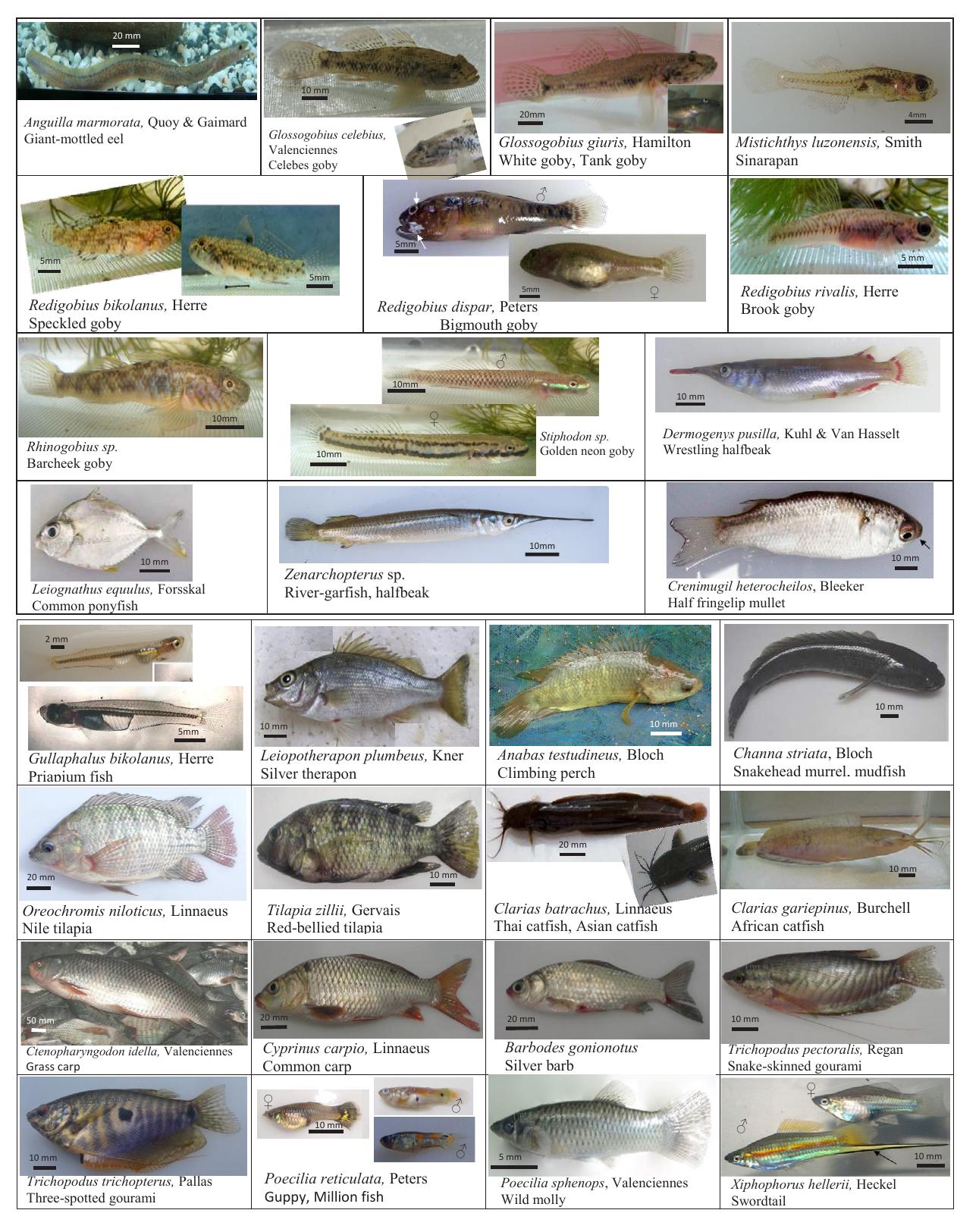 Plate 3. photos, scientific names, and common names of