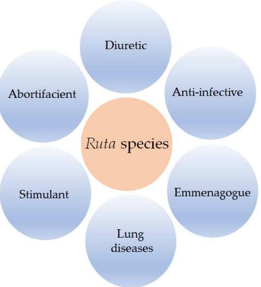 (PDF) Ruta Essential Oils: Composition and Bioactivities