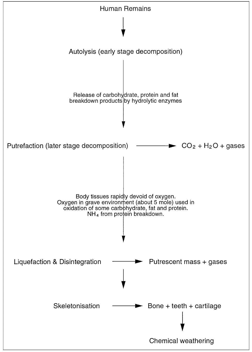 (PDF) Review of human decomposition processes in soil