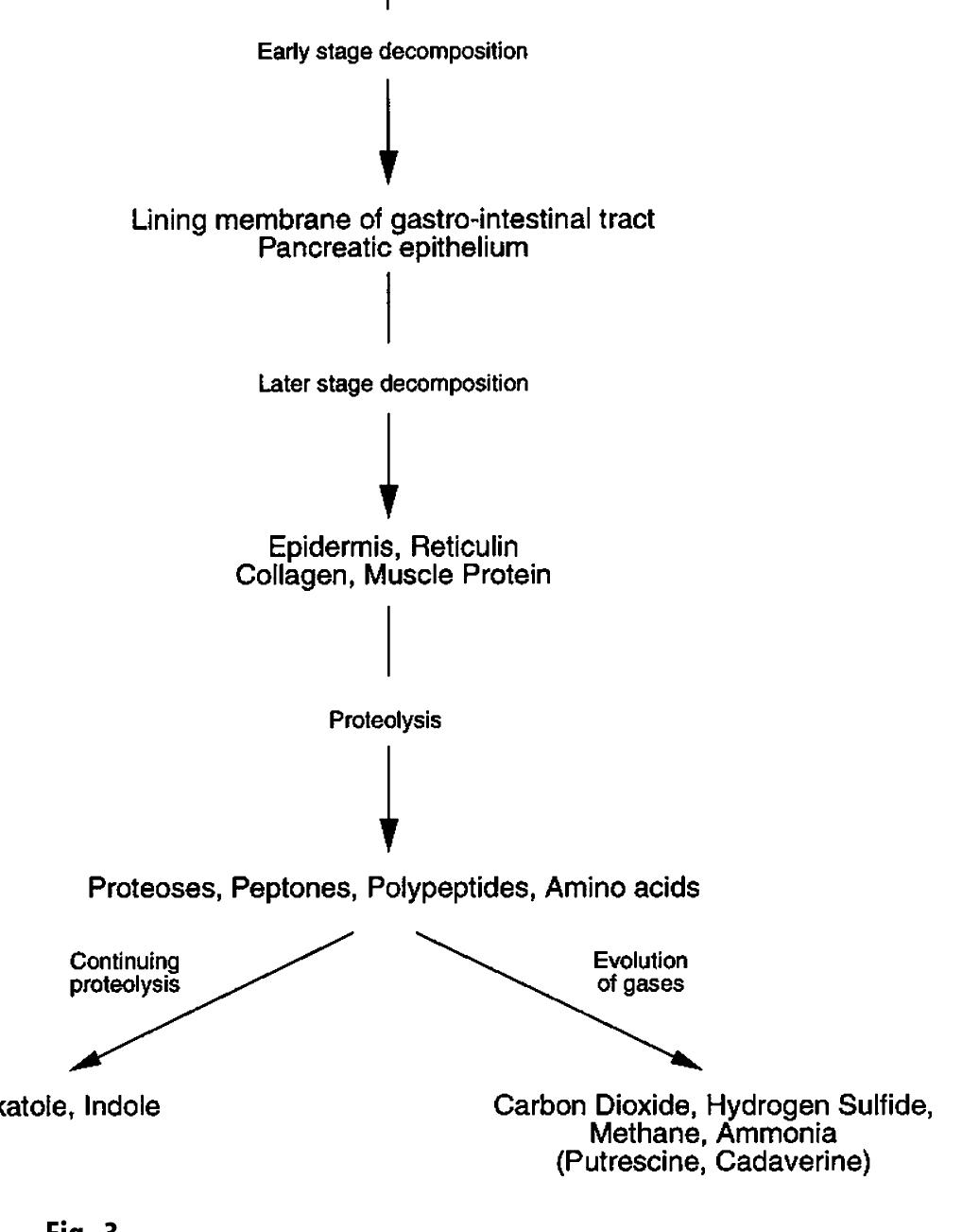 (PDF) Review of human decomposition processes in soil