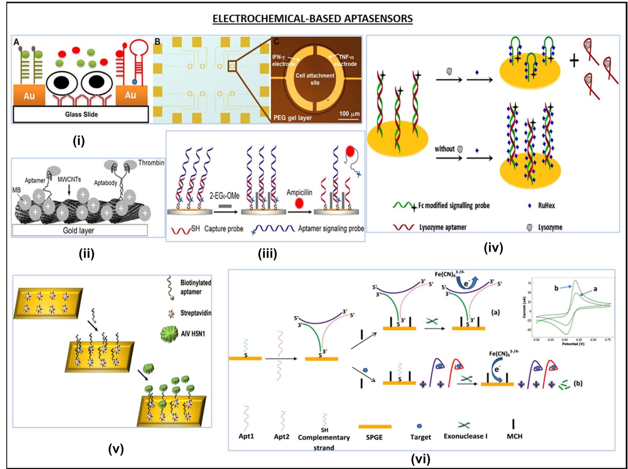Figure 5 - from Aptamer based rapid diagnosis for point of