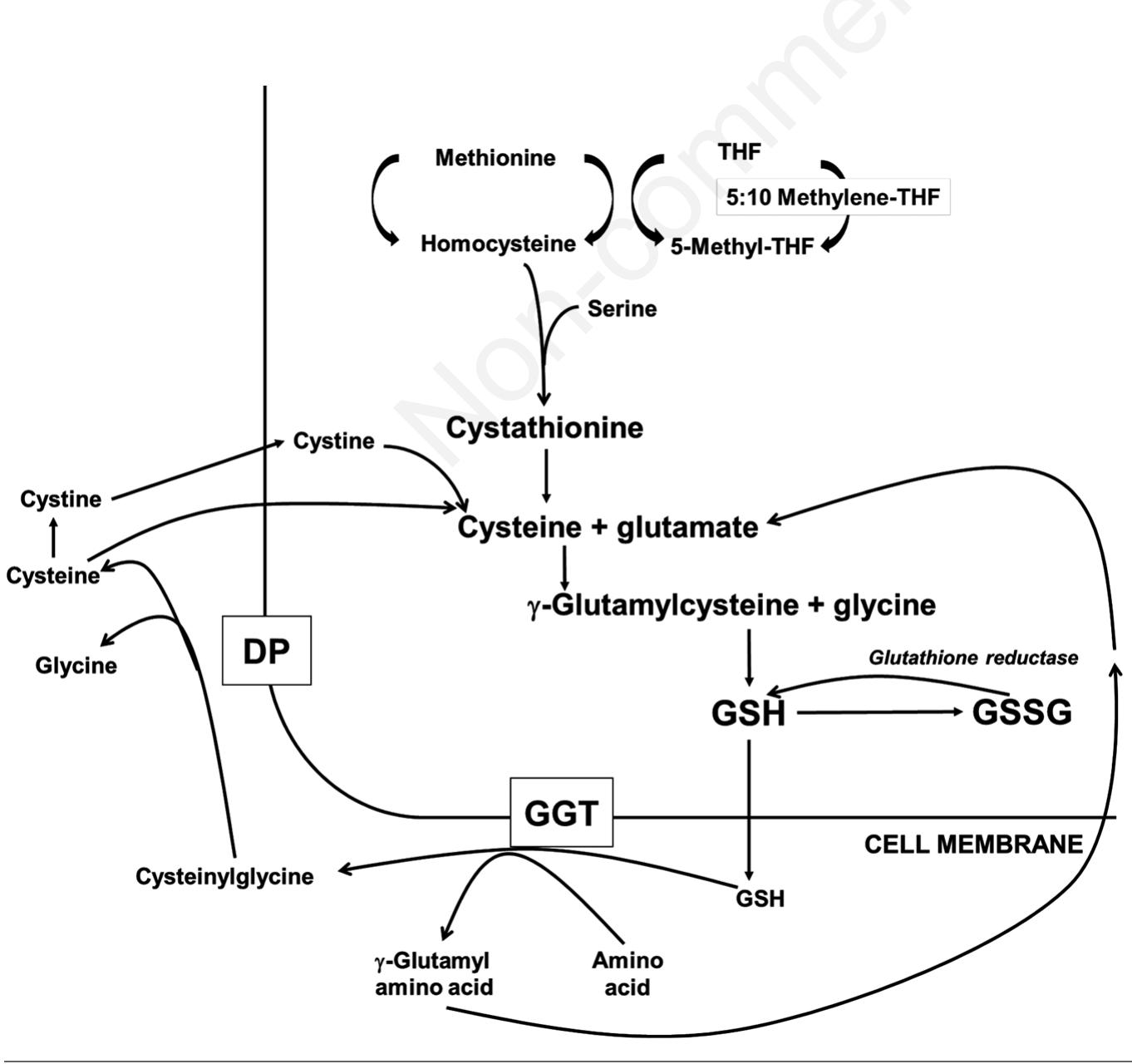 (PDF) Glutathione: pharmacological aspects and implications for ...