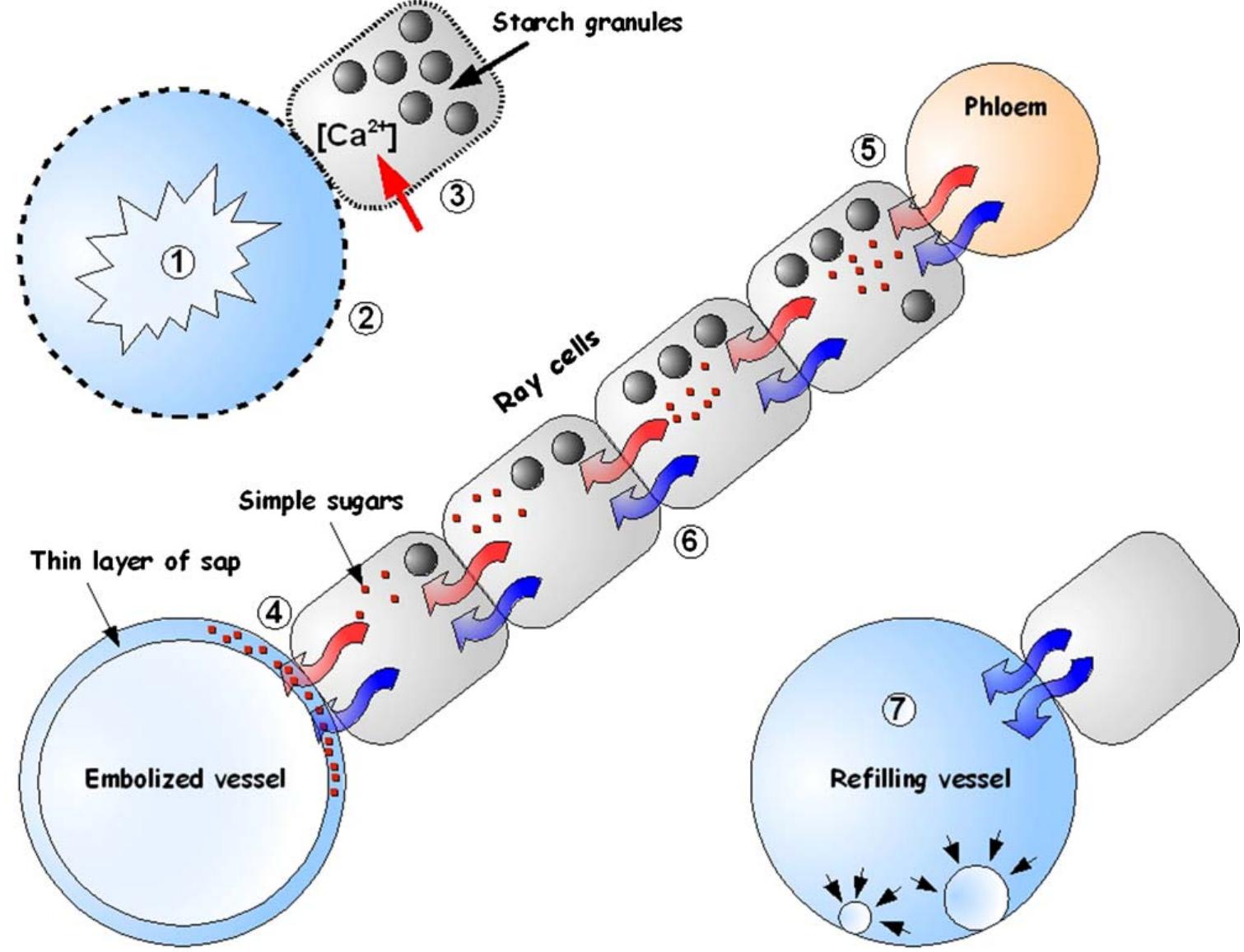 (PDF) Refilling embolized xylem conduits: Is it a matter of phloem ...