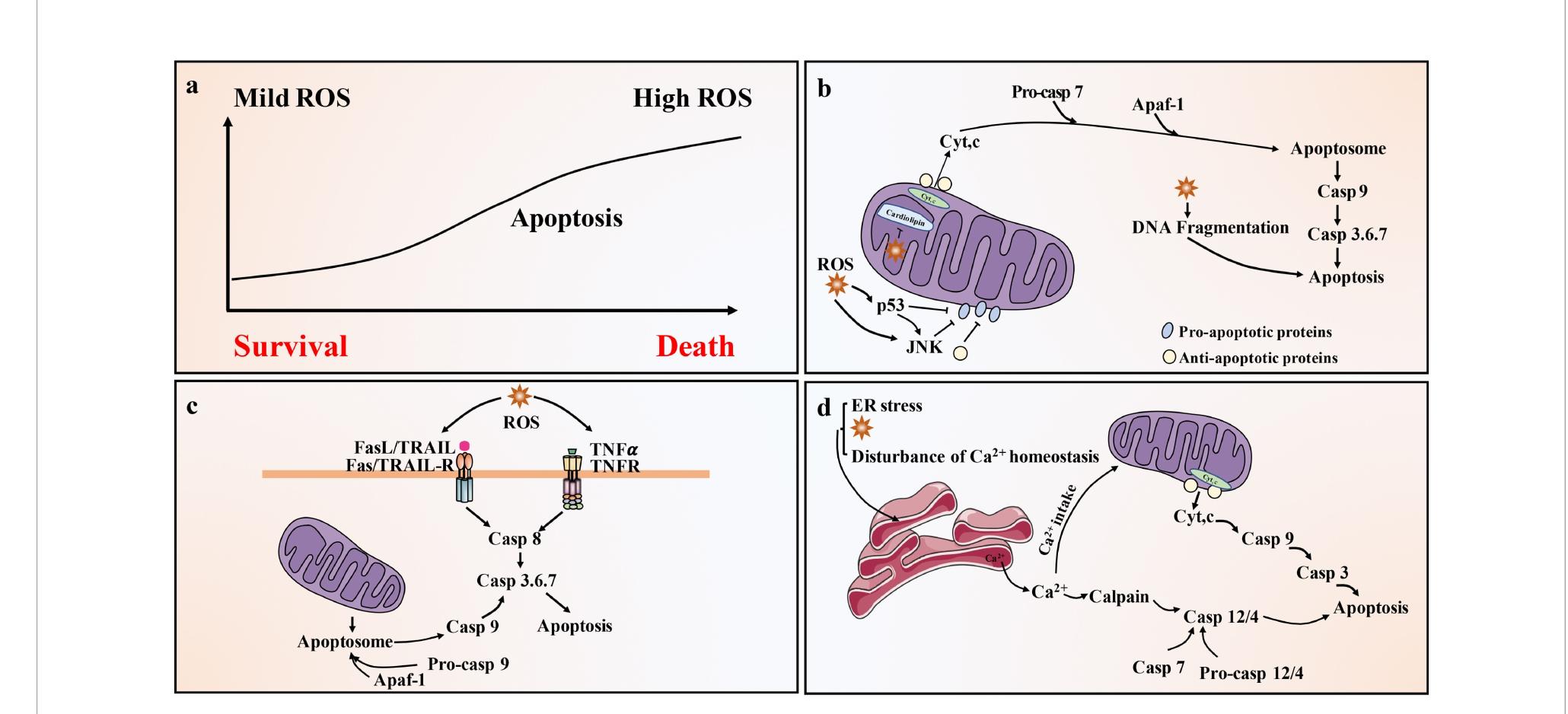 Ros Level H2o2 Figure 2 - Apoptosis in megakaryocytes: Safeguard and threat