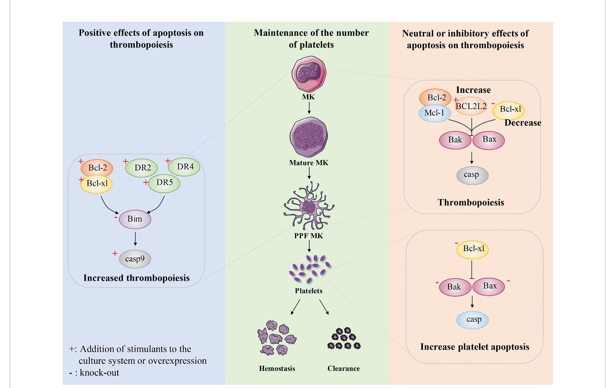 Figure 2 - Apoptosis in megakaryocytes: Safeguard and threat