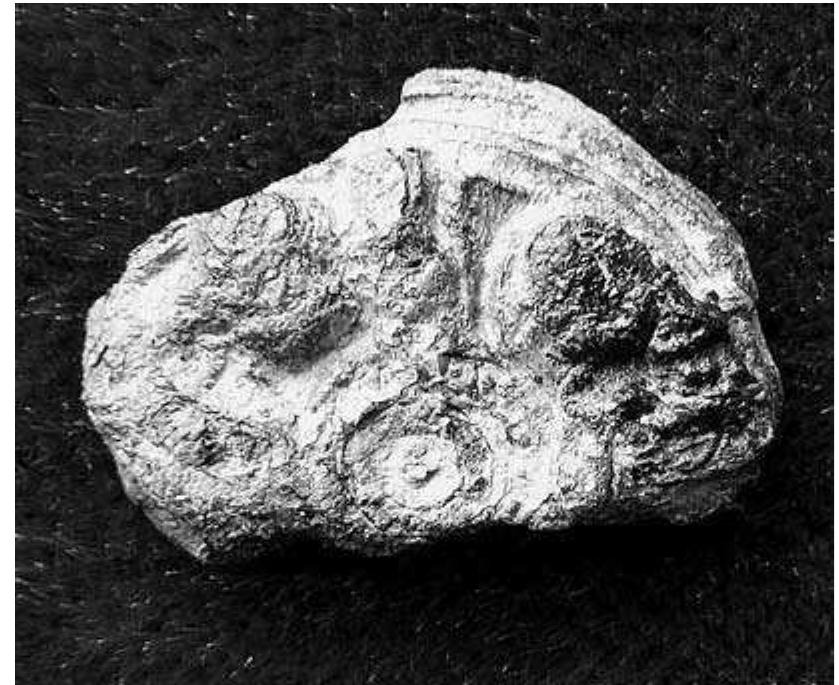 Fig 9:34. Vallby in Vreta kloster: fragment of a disc brooch with a cross motif; prob. Early or Middle Viking Period, c. 9th-roth century AD. Orig. diam. 35 mm. Photo mr.  with Heda parish): it yielded a copper-alloy ven- 