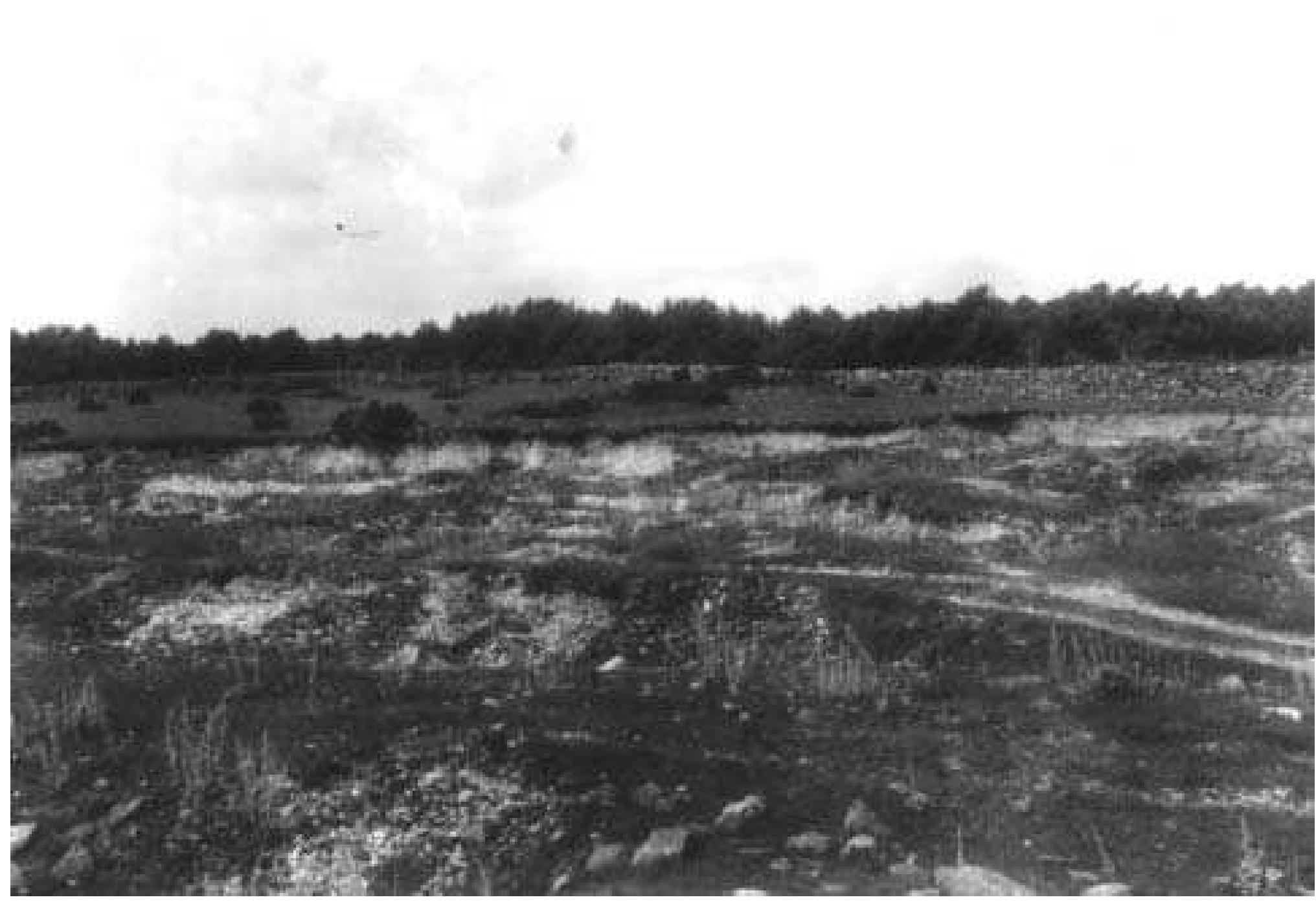 Fig. 3:5 The northern part of the Grotlingbo parish gravel pit in cemetery section |, seen from the E by a photographer standing on the main road. The area from the pit’s edge and past the stone wall was excavated by Gustaf Trotzig in 1963-1966. Bhr 1966:01 can be seen as a low hump to the right of the juniper shrubs at the centre of the picture. Photograph by Ture Arne 1927 (ATA neg. 756:1). 