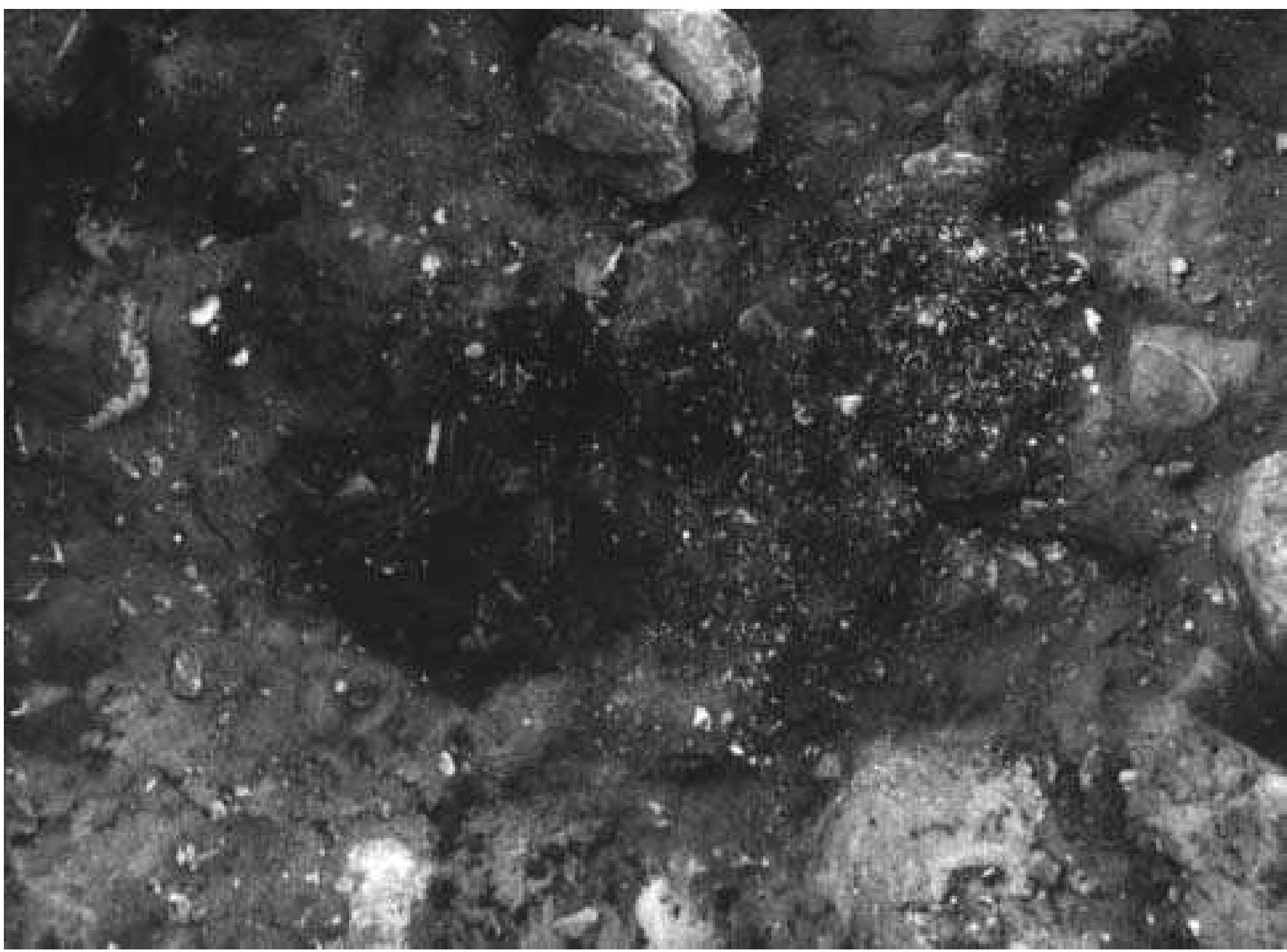 Fig. 7:2 Bhr 1961:33a. Early Vendel Period. Cremation layer containing, among other things, a full cavalry display weapon set and the bones of a man,a horse and two dogs. 130 x 80 x 12 cm. Photograph by Peter Manneke 1961 (ATA).  Study of the Vendel Period grave infrastructures at Barshalder is impeded by Harald Laurin’s failure to describe the internal structure of most of the graves that he excavated in 1899 (cf. section 3.1.11). He did describe them in nine datable cases, in most of which the grave contained a cremation layer. As he speaks in general terms of cremation graves and mentions very few cists, it appears reasonable to assume that most of his graves did in  fact contain cremation layers.  The Migration Period graves in the Barshalder corpus have largely been selected for excavation due to the visible tops of the slab cists that formed their infrastructures. A third of the Vendel Period graves, on the other hand, have been selected due to visible superstructures, and another third displayed su- perstructures once the turf was removed. Only a tenth of the graves provided evidence indicating that they had never had superstructures at all. All of the Vendel Period superstructures were flat, round or slightly oval, single- or double-layer stone  were flat, round or slightly oval, single- or double-layer stone  t appears reasonable to assume that most of his graves did in 