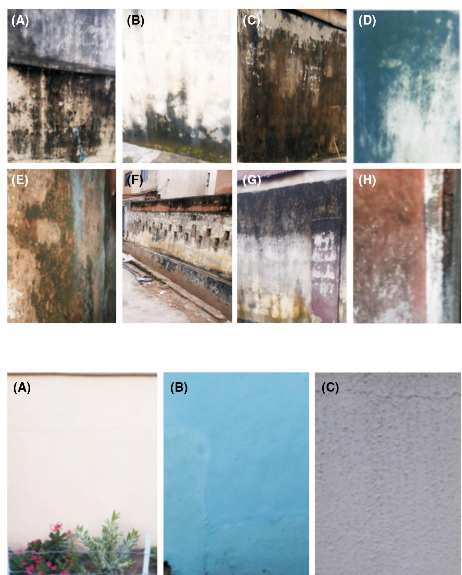(PDF) Bacterial and fungal biodeterioration of discolored building ...