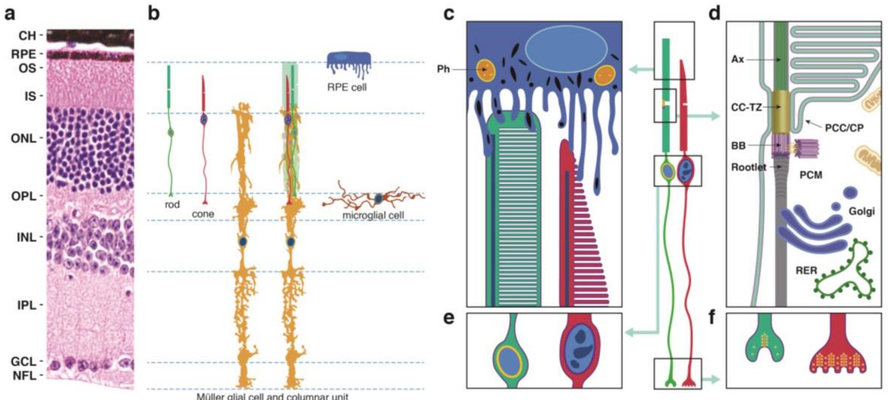 Figure 1 - from Biology and therapy of inherited retinal