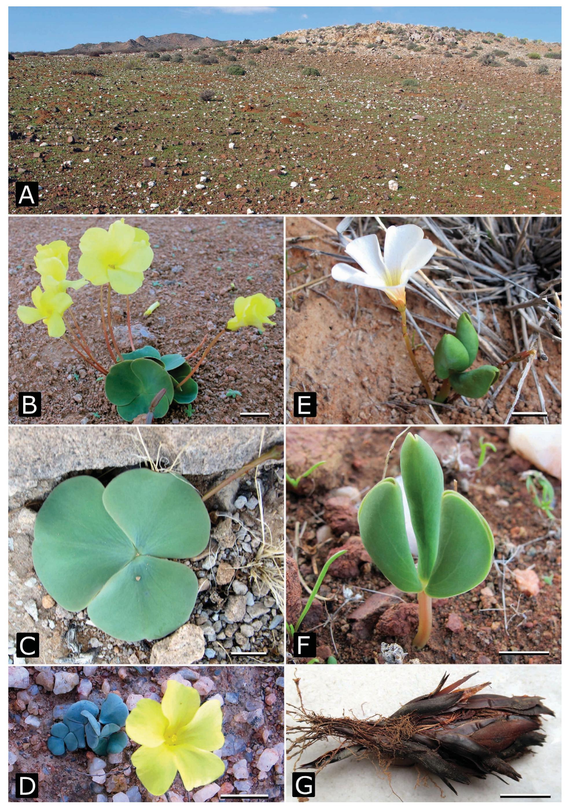 (PDF) Two new Oxalis (Oxalidaceae) species, including 5 varieties, from ...