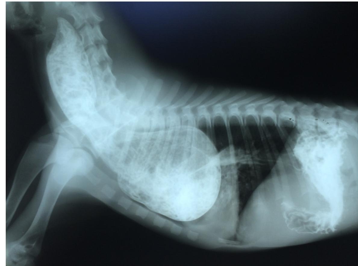 Praa Radiograph (PDF) Surgical Correction of a Persistent Right Aortic Arch in a Foal