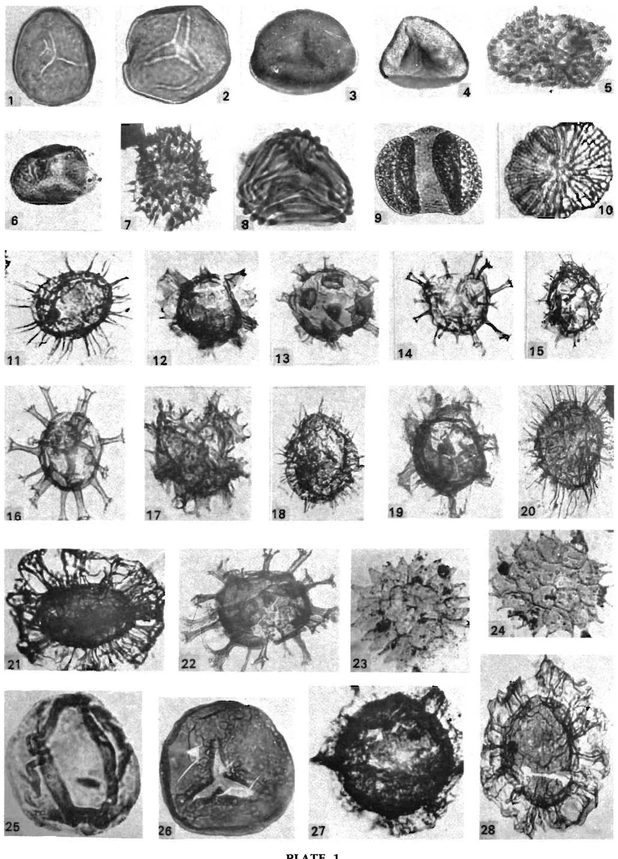 Subathu (PDF) Significant palynozones of Subathu Formation (Himachal Pradesh ...
