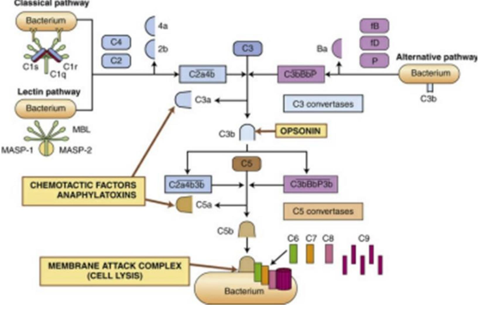 Complementary Pathway (PDF) Inflammatory Response Plays a Role in Innate Immunity: A ...
