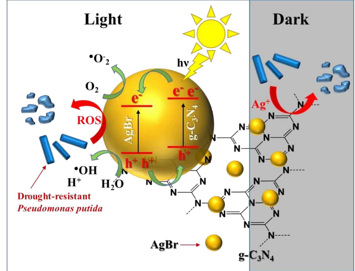 (PDF) Highly Dispersed Nanocomposite of AgBr in gC3N4 Matrix Exhibiting ...