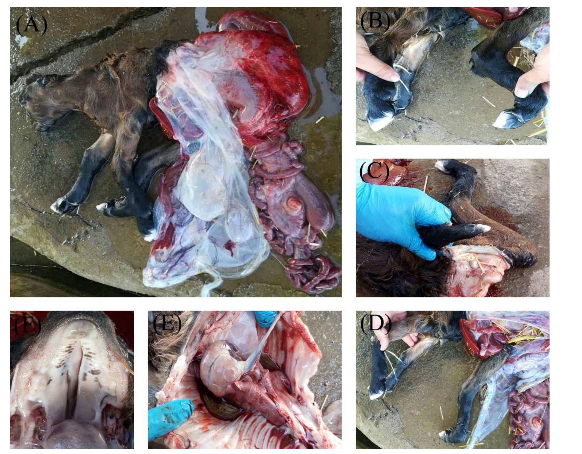 Reflexus (PDF) Report of the Occurrence of Schistosomus Reflexus in a Goat Kid