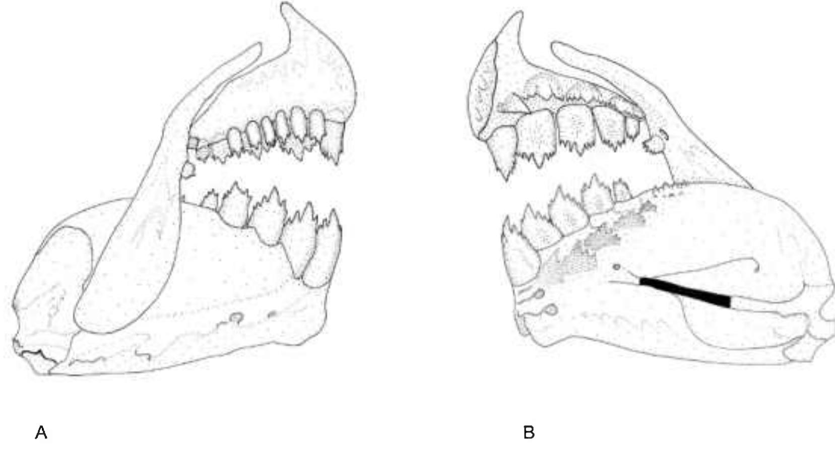 Ostariophysi Examples (PDF) New Species of Astyanax (Ostariophysi: Characiformes: Characidae ...