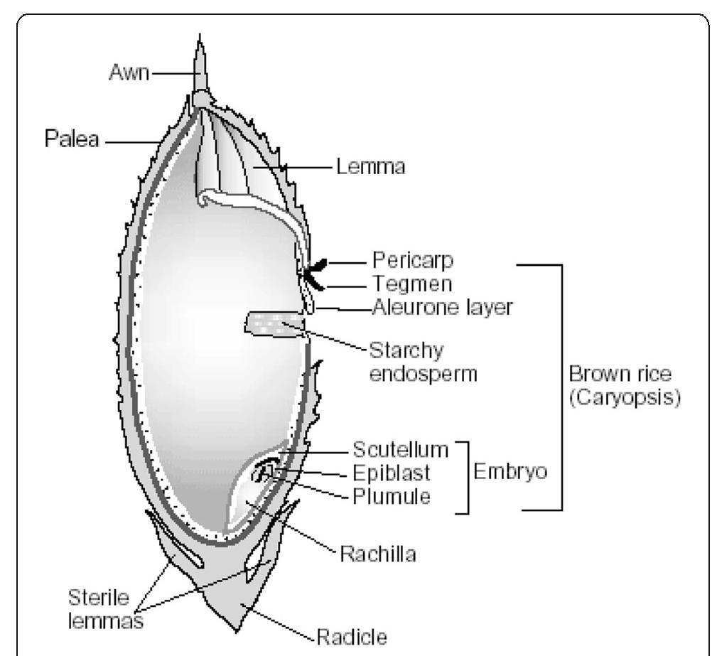 Structure of rice grain (copyright: fao) [22]. paddy