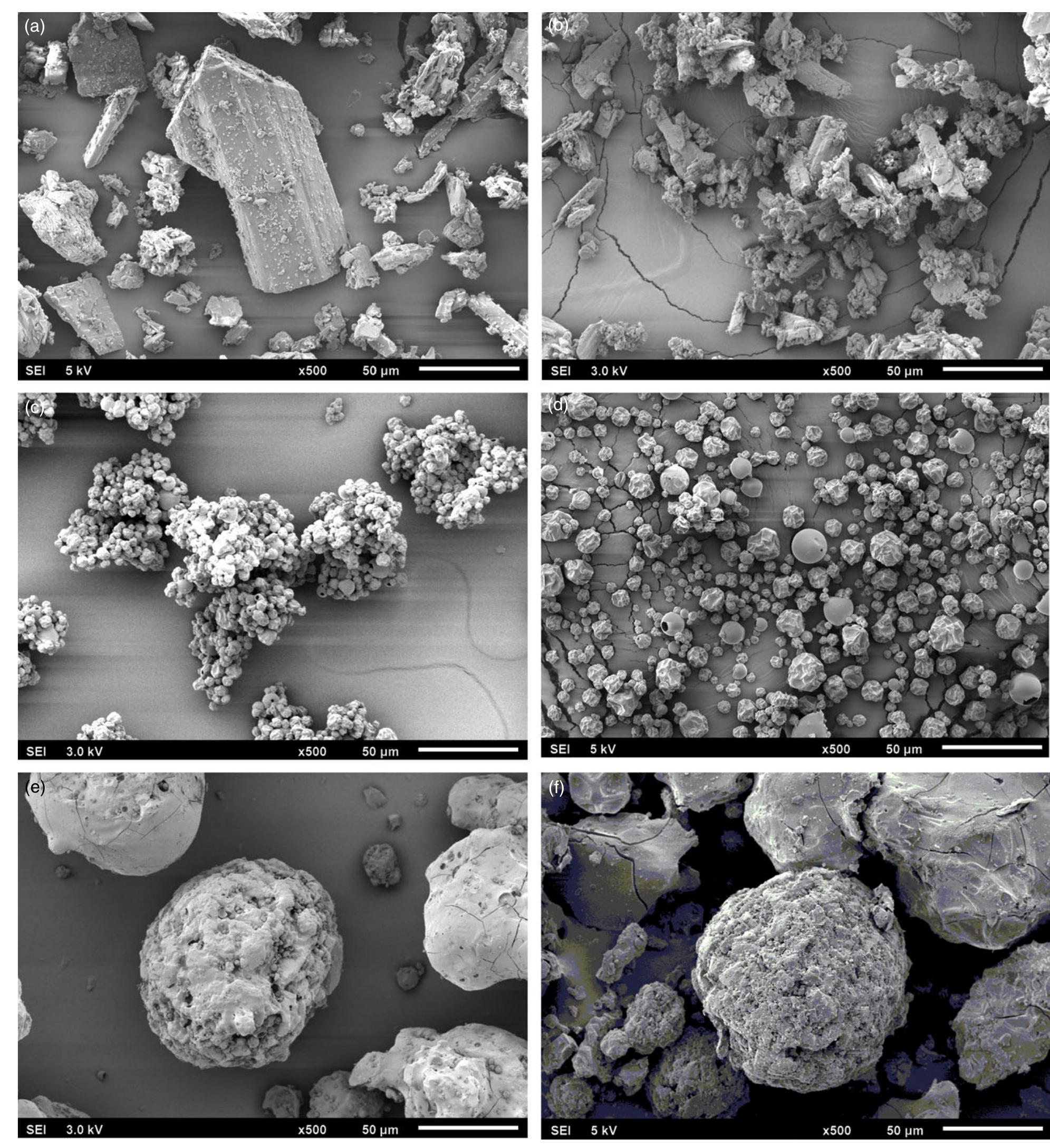 Scanning electron microscopy images of nonprocessed and