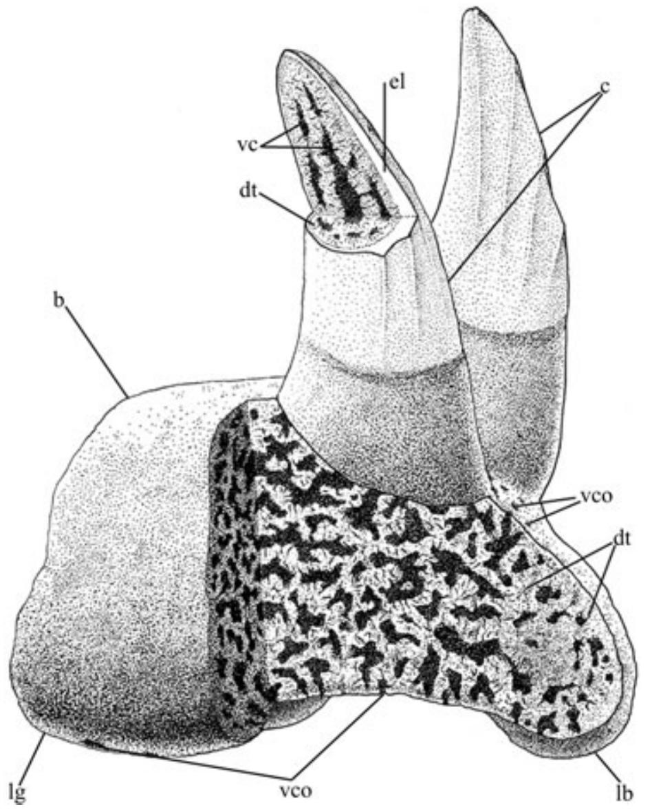 Leonodus Reconstruction of generalized morphology and histology of