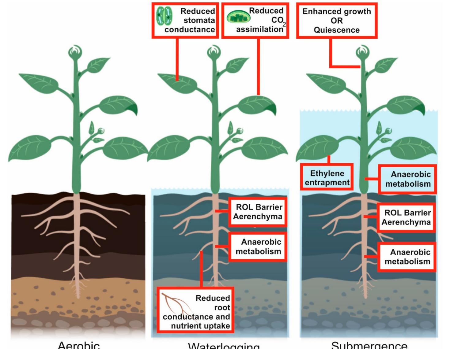 (PDF) The Many Facets of Hypoxia in Plants