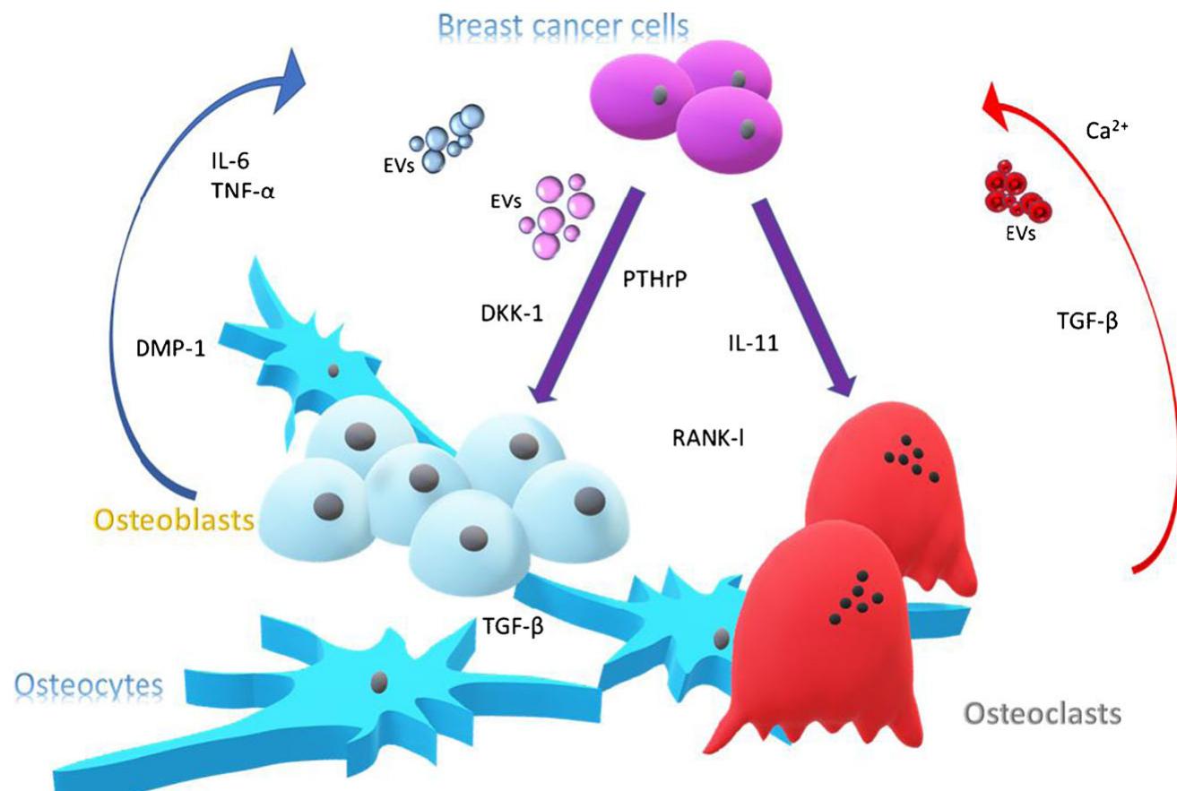 (PDF) The Vicious Cycle of Breast Cancer-Induced Bone Metastases, a ...