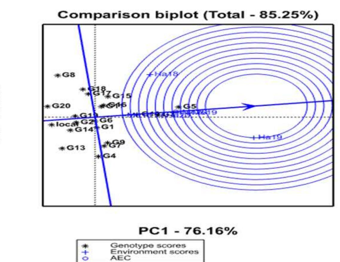 Gge bi-plot based on genotypes ranking of their 