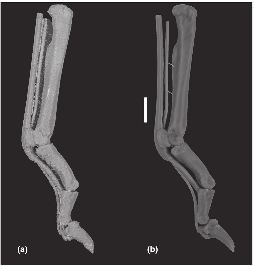 Figure 16 - from 3D Printing for veterinary anatomy: An
