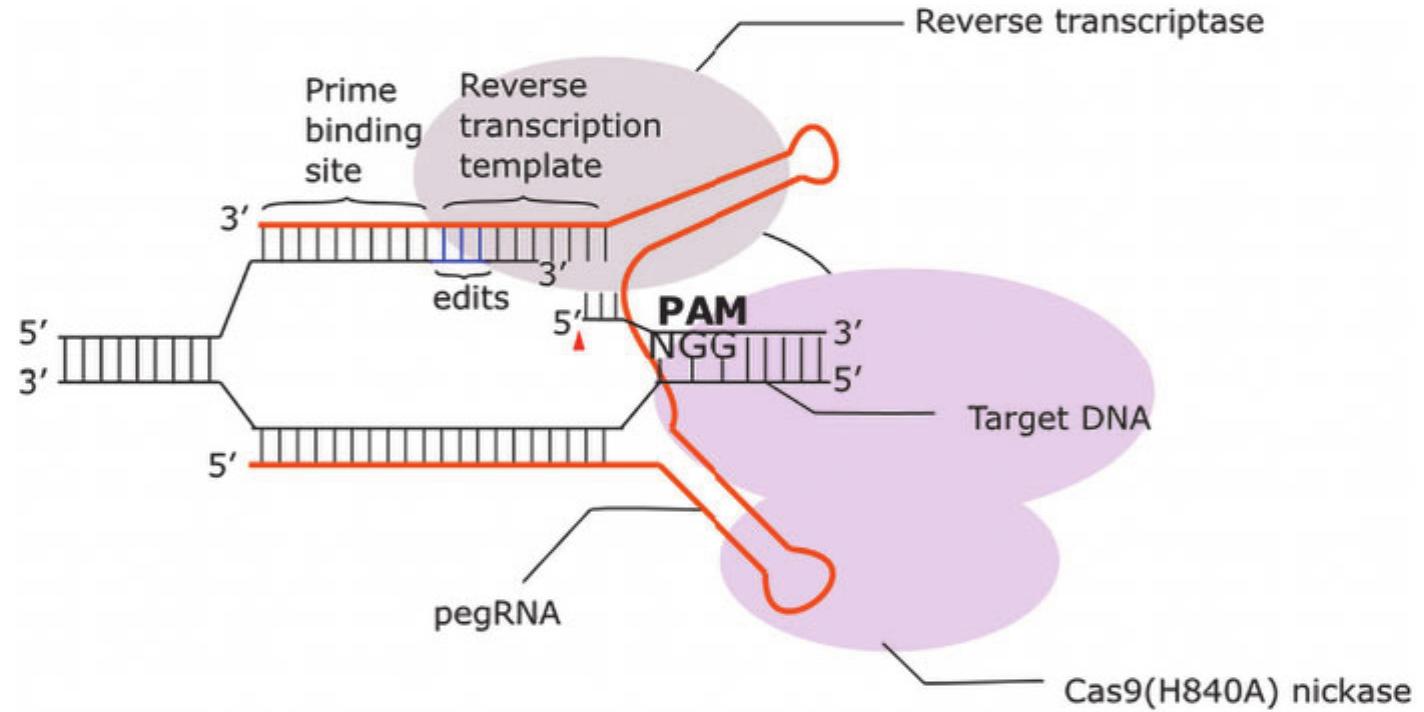 (PDF) Increasing the Targeting Scope of CRISPR Base Editing System ...