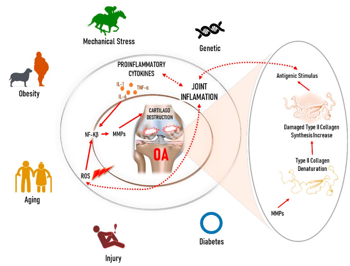 Schematic diagram of osteoarthritis; causes and inflammation