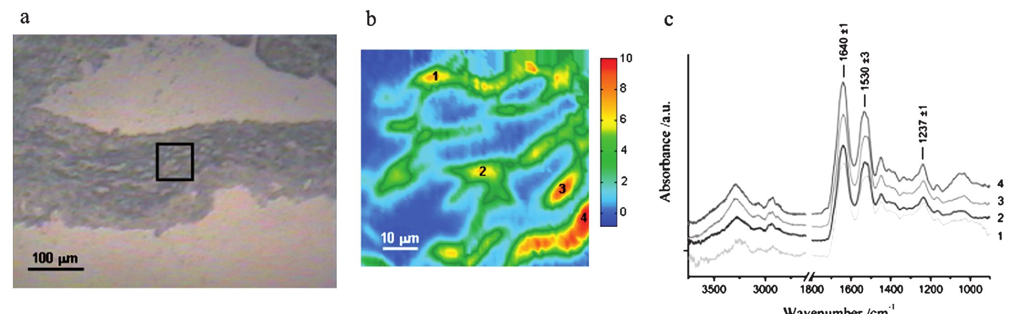 Typical atr-ftir spectra of (a) medial lamellae and (b)