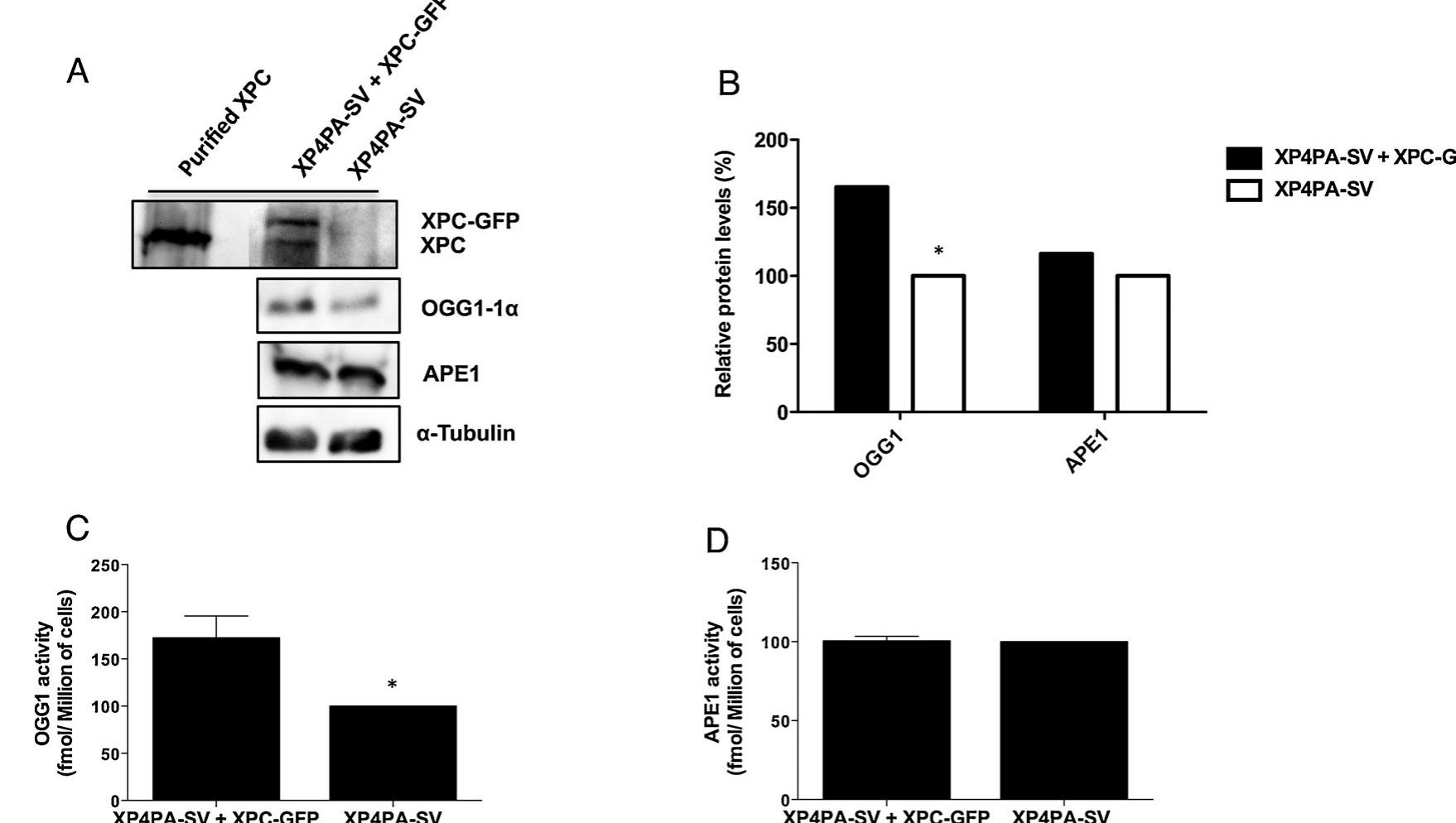 Xpc Powder (PDF) XPC deficiency is related to APE1 and OGG1 expression and function