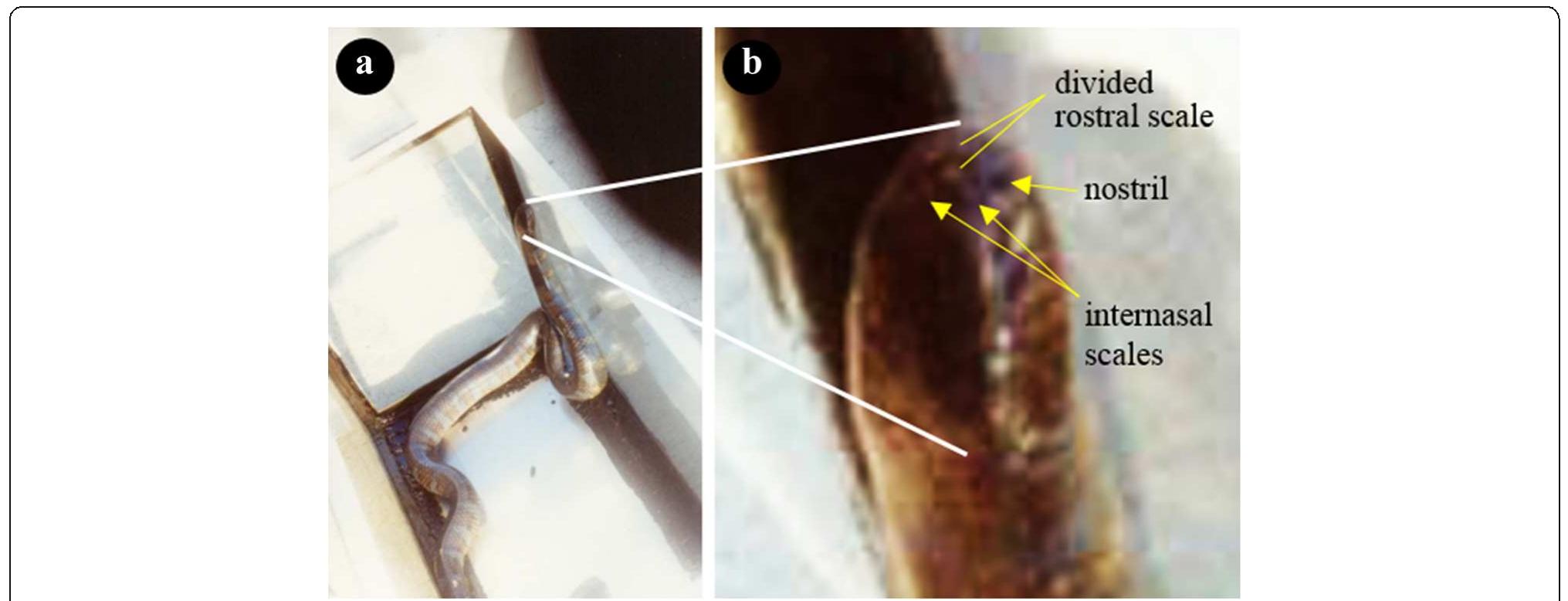 (PDF) Chinese sea snake (Laticauda semifasciata) misidentified as ...