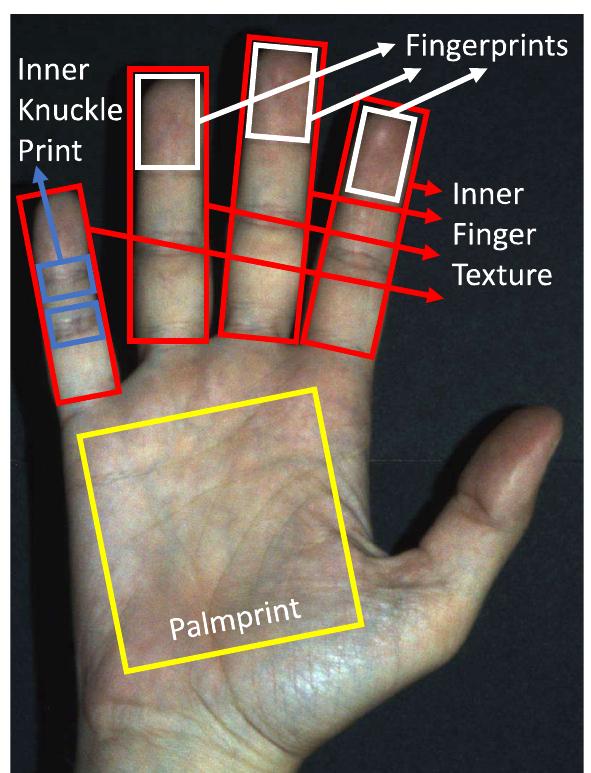 (PDF) Touchless Palmprint and Finger Texture Recognition: A Deep ...