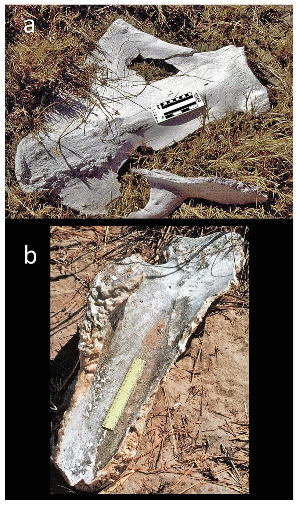 Two elephant scapulae. frame (a) is the medial aspect of an