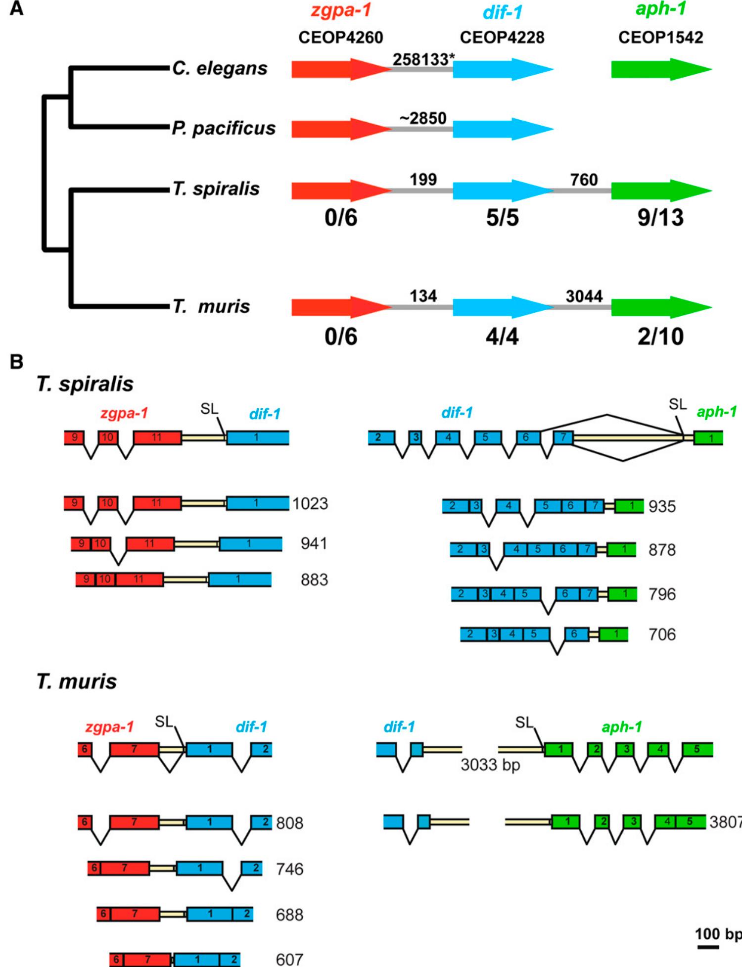 (PDF) Operons are a conserved feature of nematode genomes