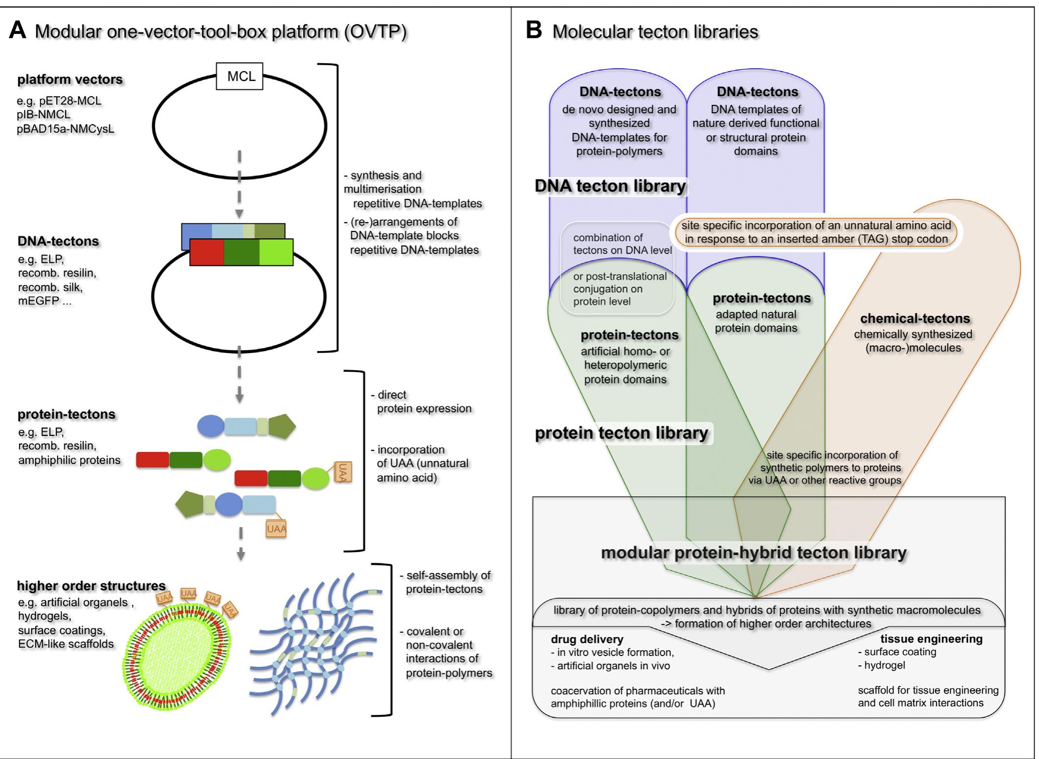 (PDF) Introducing a combinatorial DNA-toolbox platform constituting ...