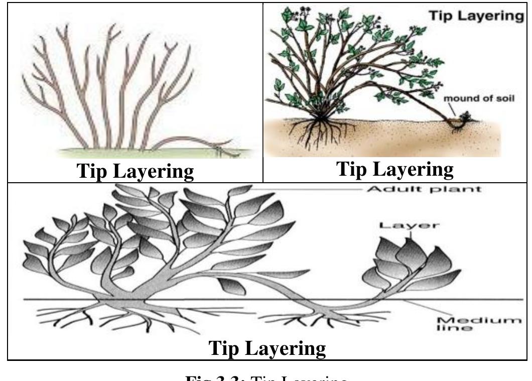 (PDF) Vegetative methods of plant propagation: I- cutting layering and ...