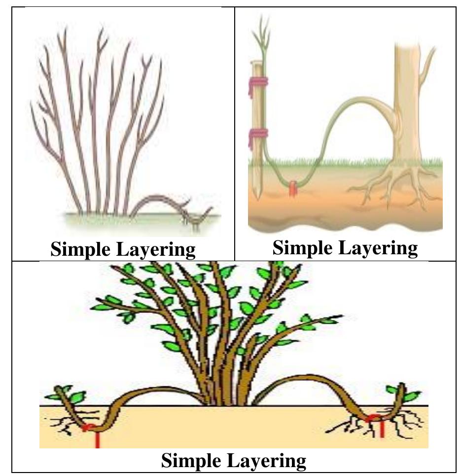 (PDF) Vegetative methods of plant propagation: I- cutting layering and ...