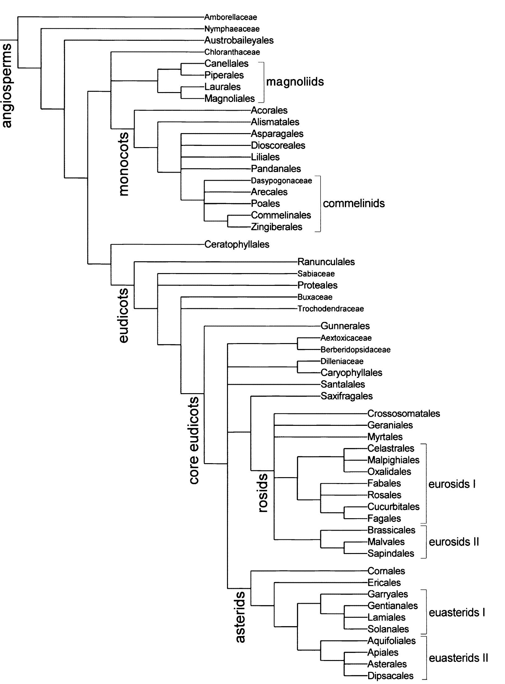 (PDF) An update of the Angiosperm Phylogeny Group classification for ...